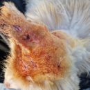 현리동물병원 이미지