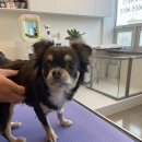 The 사랑할 개 이미지