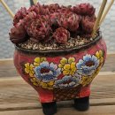 까멜리아 이미지