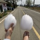 보담꽃차