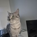 다루아쿠아 | ohIsee바닐라윈디사이세모난빛이비춰와