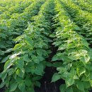 들깨나라 이미지