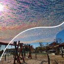 오로라펫 이미지