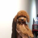 아이러브독 서초점 이미지