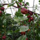 초촌농장 이미지