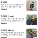 플라커피
