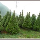 주목나무집 이미지