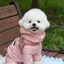 핑크강아지 | 쏘오옥 강아지 우비, 핑크 체크 비옷 내돈내산 후기