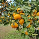 주황농장 이미지