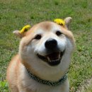 뭉뭉이네 이미지