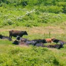 인종목장 이미지