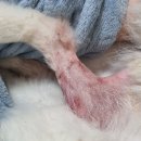 기운내 동물병원 이미지