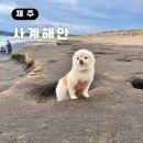 사계올레 | 제주도 강아지 동반 여행 사계해안 간조 물때 포토존 추천까지
