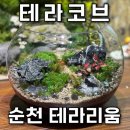 12/9 크리스마스 테라리움 | 순천 테라리움 원데이클래스 초보도 쉽게 즐길 수 있는 테라코브