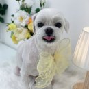 단비네 애견미용 이미지