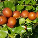 대술농장 이미지