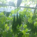 여주-0594 이미지