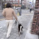 라온펫동물병원 | 강아지 슬개골 수술 후기 및 관리 방법 (3일 동안 겪은 실제 회복 과정)