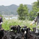 지리산흑염소 이미지