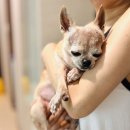 나인동물의료센터 이미지