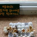 대관령 아기동물농장 이미지
