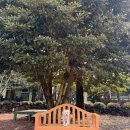 숲속쉼 | 애견동반 제주 동쪽 숙소 애견운동장있는 구좌 숲속쉼