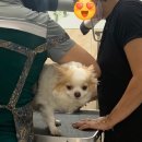 블링펫 | 행신동 애견미용샵 “코코블링 펫살롱” 내돈내산 방문후기 = 추천!!