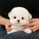 동일애견샵 | 부산애견샵 신중한 반려견분양