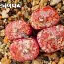 스테이너와
