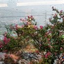 큰나무집궁중약백숙 이미지