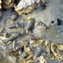 웅도 어촌체험마을 이미지