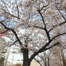 250330 진해 체리블라썸 뮤직 페스티벌 공연 후기🌸 (나상현씨밴드 위주)