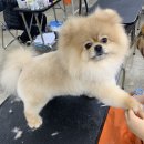 베스트강북애견미용학원