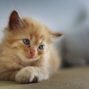검은고양이 이미지