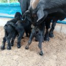 대가리 염소 농장 이미지