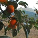 장성농장 이미지