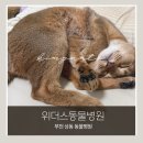 하나동물병원 - 이천시 중리천로 99 | 부천 동물병원 고양이 건강검진 후기｜상동 위더스동물병원 검사 비용·항목 솔직후기