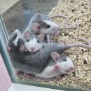 특별한동물가게 평택점 이미지