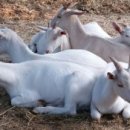 고성리산양목장 이미지