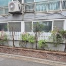영동부산물전문판매업 | 아산 수목전지작업 다가구 건물 썩은 주목나무 벌목업체