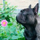 패밀리독 이미지