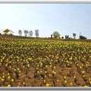 선도수선화 이미지