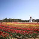 튤립공원 이미지