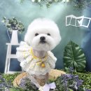 메가펫 애견호텔 | 부평 애견호텔 추천! 24시 케어 가능한 메가펫이 특별한 5가지 이유