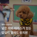 동일 유치원 | 답십리 애견유치원 옐레드 넓은 야외 테라스 솔직후기