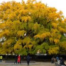 11월 번개산행 소래산 & 인천대공원 800년 은행나무 보러가기 이미지