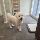 럭키하개 이미지