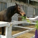 블루홀스 승마센터 이미지