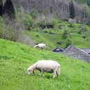 스타인목장 이미지