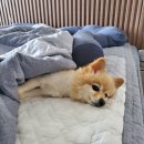 뚜레쥬르 진해용원점 | 22.04.25~05.01 임신 일기